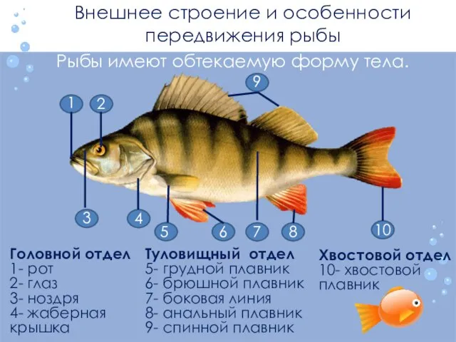 Внешнее строение и особенности передвижения рыбы Головной отдел 1- рот 2- глаз