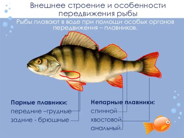 Внешнее строение и особенности передвижения рыбы Парные плавники: передние –грудные задние -