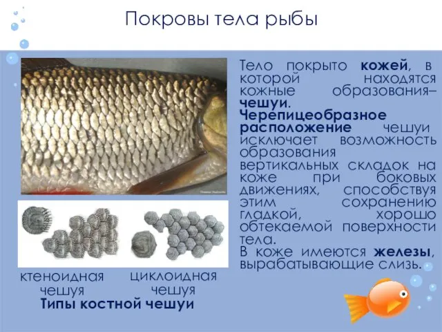 Покровы тела рыбы Тело покрыто кожей, в которой находятся кожные образования– чешуи.