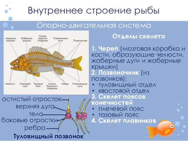 Внутреннее строение рыбы Отделы скелета 1. Череп (мозговая коробка и кости, образующие