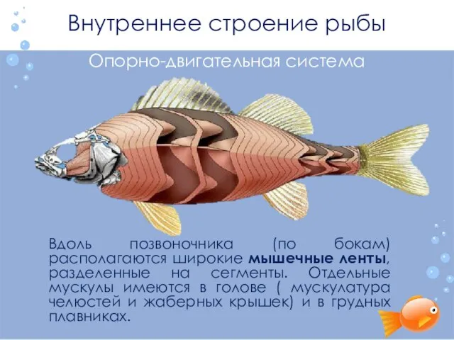 Внутреннее строение рыбы Опорно-двигательная система Вдоль позвоночника (по бокам) располагаются широкие мышечные