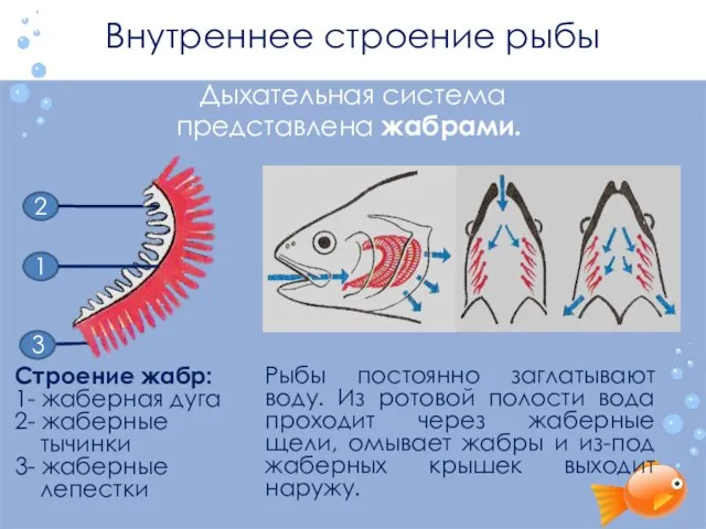 Внутреннее строение рыбы Дыхательная система 1 3 2 Строение жабр: 1- жаберная