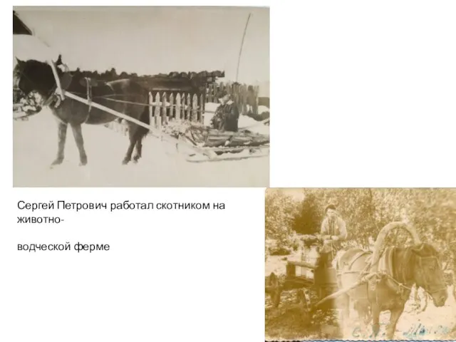 Сергей Петрович работал скотником на животно- водческой ферме Вывозил молоко на охлождение.