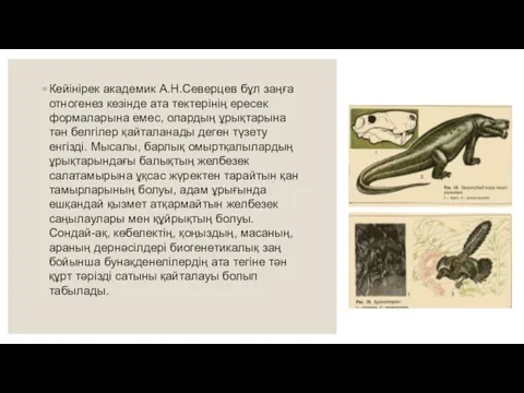 Кейінірек академик А.Н.Северцев бұл заңға отногенез кезінде ата тектерінің ересек формаларына емес,