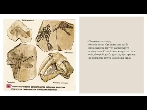 Палеонтологиялық дәлелдемелер. Органикалық қазба қалдықтарды зерттеп салыстыруға негізделген. Өліп біткен жануарлар мен