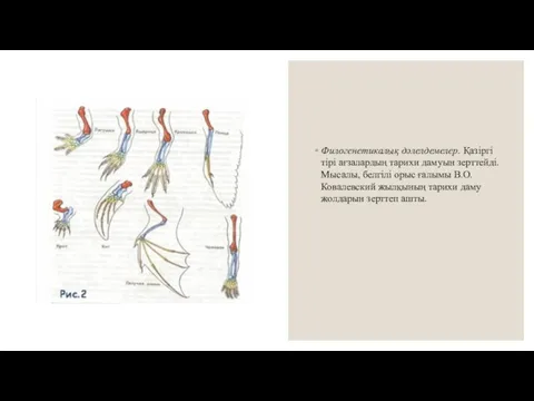 Филогенетикалық дәлелдемелер. Қазіргі тірі ағзалардың тарихи дамуын зерттейді. Мысалы, белгілі орыс ғалымы