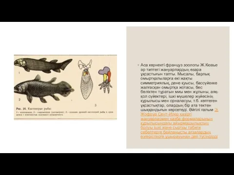 Аса көрнекті француз зоологы Ж.Кювье әр типтегі жануарлардың өзара ұқсастығын тапты. Мысалы,