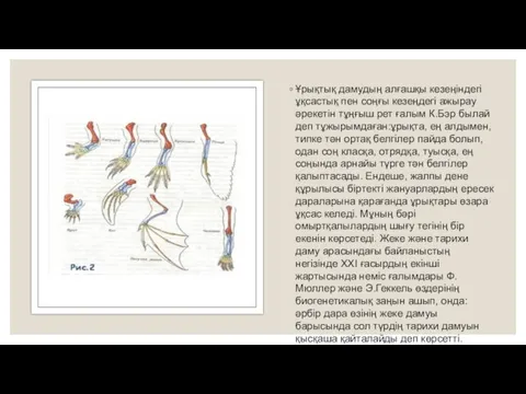 Ұрықтық дамудың алғашқы кезеңіндегі ұқсастық пен соңғы кезеңдегі ажырау әрекетін тұңғыш рет