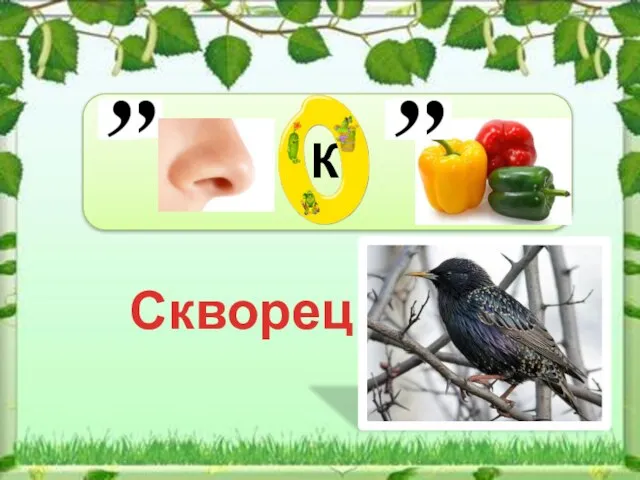 Скворец К