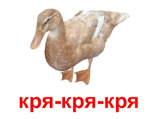 кря-кря-кря