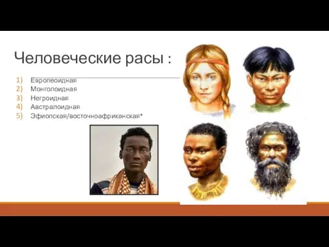 Человеческие расы : Европеоидная Монголоидная Негроидная Австралоидная Эфиопская/восточноафриканская*