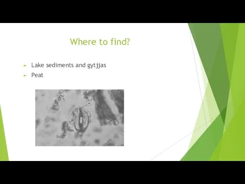 Where to find? Lake sediments and gytjjas Peat