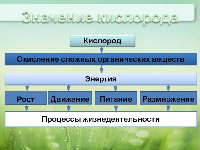 Рост Движение Питание Размножение Процессы жизнедеятельности Окисление сложных органических веществ Энергия