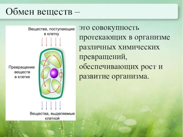 Обмен веществ – это совокупность протекающих в организме различных химических превращений, обеспечивающих рост и развитие организма.