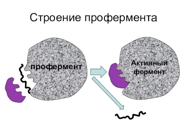 Строение профермента профермент Активный фермент