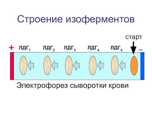 Строение изоферментов ЛДГ1 ЛДГ2 ЛДГ3 ЛДГ4 ЛДГ5 Электрофорез сыворотки крови старт