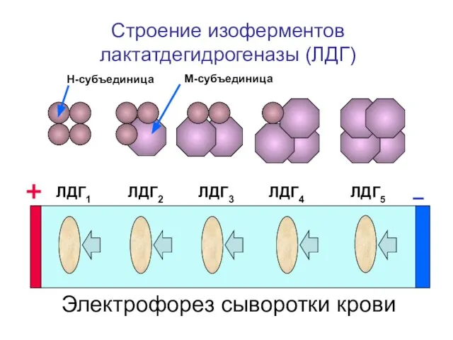 Строение изоферментов лактатдегидрогеназы (ЛДГ) ЛДГ1 ЛДГ2 ЛДГ3 ЛДГ4 ЛДГ5 Н-субъединица М-субъединица Электрофорез сыворотки крови