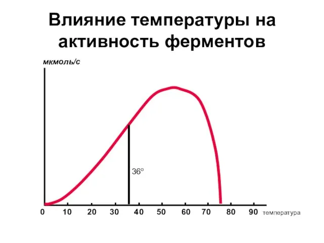 Влияние температуры на активность ферментов 0 10 20 30 40 50 60