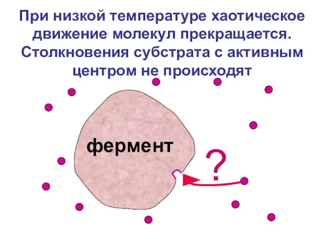 При низкой температуре хаотическое движение молекул прекращается. Столкновения субстрата с активным центром не происходят фермент ?