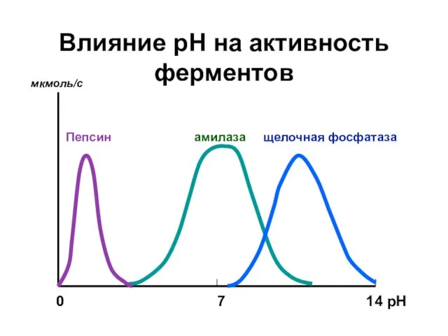 Влияние рН на активность ферментов 0 7 14 рН мкмоль/с Пепсин амилаза щелочная фосфатаза