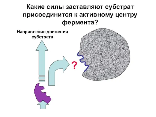 Какие силы заставляют субстрат присоединится к активному центру фермента? Направление движения субстрата ?