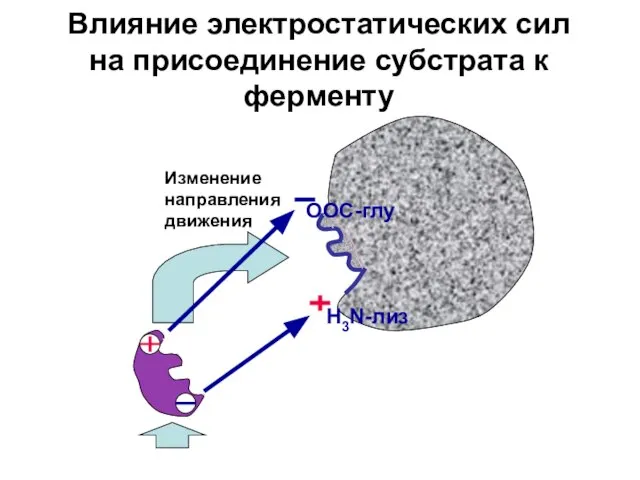 ООС-глу H3N-лиз Влияние электростатических сил на присоединение субстрата к ферменту Изменение направления движения