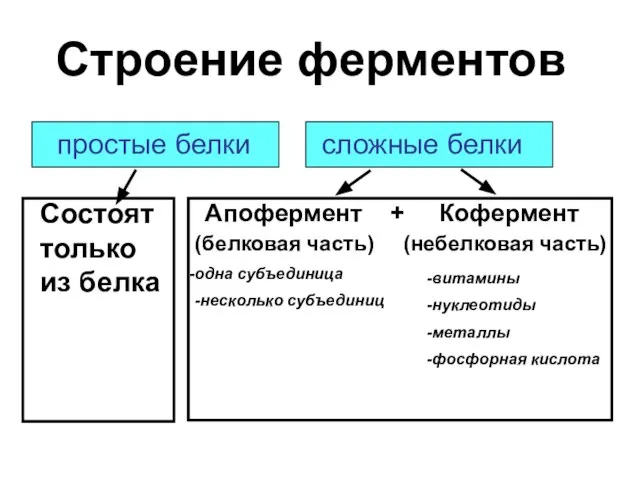 Строение ферментов Апофермент + Кофермент (белковая часть) (небелковая часть) одна субъединица -несколько