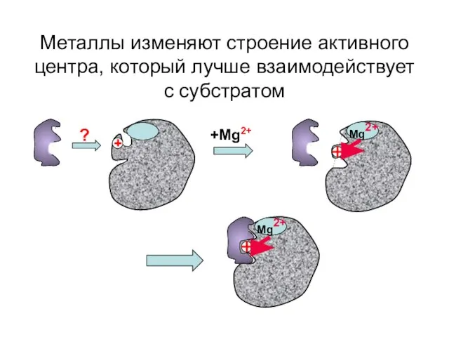 Металлы изменяют строение активного центра, который лучше взаимодействует с субстратом +Mg2+ ? Mg2+ Mg2+