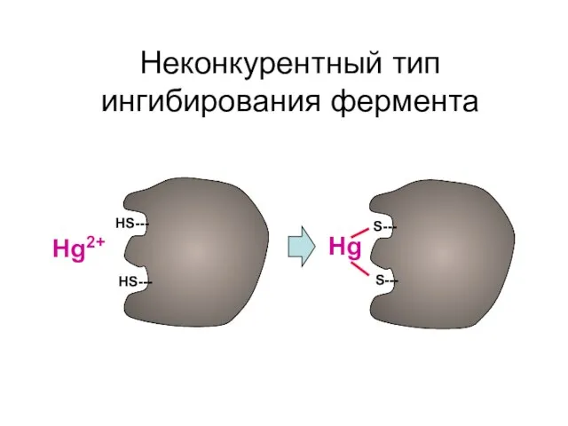 Неконкурентный тип ингибирования фермента НS--- НS--- S--- S--- Hg2+ Hg