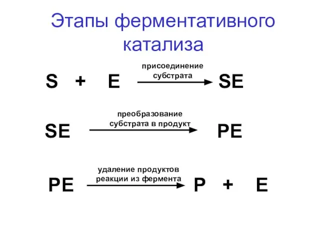 S + E SE SE PE PE P + E Этапы ферментативного