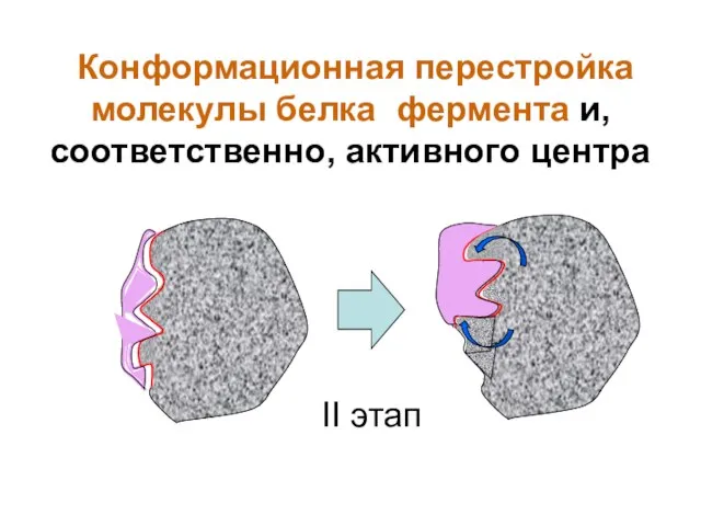 II этап Конформационная перестройка молекулы белка фермента и, соответственно, активного центра