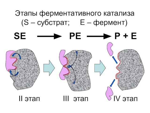 Этапы ферментативного катализа (S – субстрат; Е – фермент) SE PE P