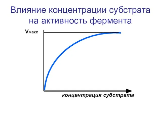 Влияние концентрации субстрата на активность фермента Vмакс концентрация субстрата