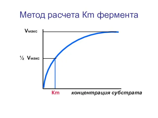 Метод расчета Кm фермента Vмакс ½ Vмакс Кm концентрация субстрата