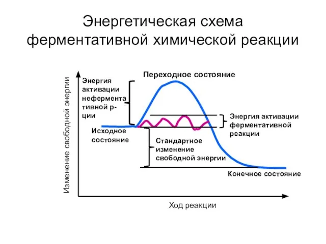 Энергетическая схема ферментативной химической реакции Изменение свободной энергии Исходное состояние Переходное состояние