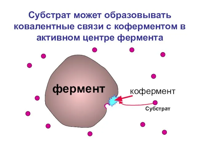 Субстрат может образовывать ковалентные связи с коферментом в активном центре фермента фермент кофермент Субстрат