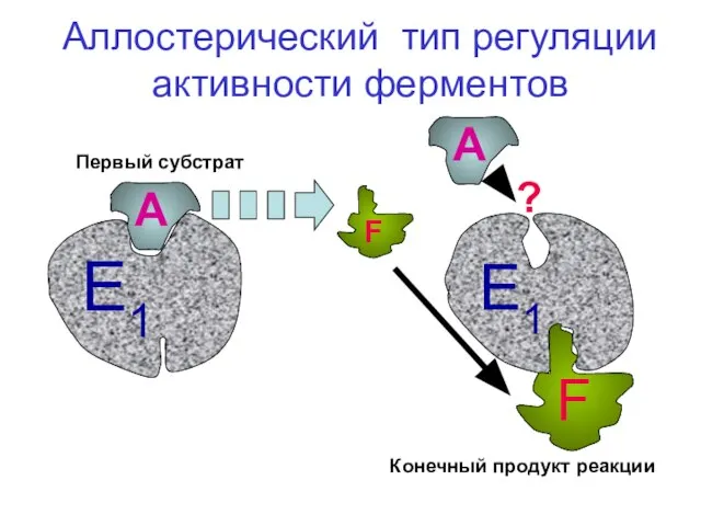 А F А ? Аллостерический тип регуляции активности ферментов Первый субстрат Конечный