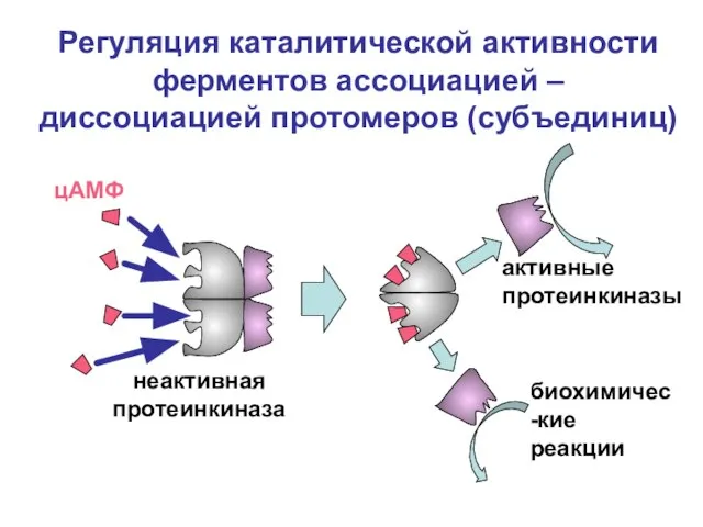 Регуляция каталитической активности ферментов ассоциацией – диссоциацией протомеров (субъединиц) неактивная протеинкиназа цАМФ активные протеинкиназы биохимичес-кие реакции