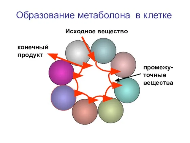 Образование метаболона в клетке Исходное вещество конечный продукт промежу-точные вещества