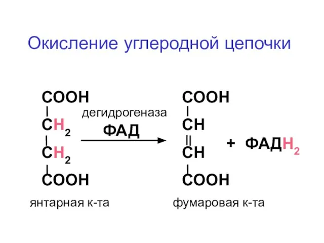 СООН СН2 СН2 СООН СООН СН СН СООН дегидрогеназа ФАД + ФАДН2