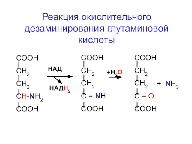 Реакция окислительного дезаминирования глутаминовой кислоты СООН СН2 СН2 CH-NH2 COOH HАД HАДН2