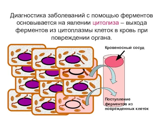 Диагностика заболеваний с помощью ферментов основывается на явлении цитолиза – выхода ферментов