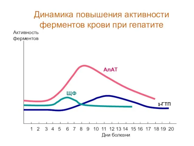 ЩФ Дни болезни Активность ферментов 1 2 3 4 5 6 7