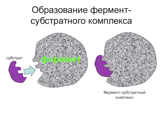 Образование фермент-субстратного комплекса фермент субстрат Фермент-субстратный комплекс