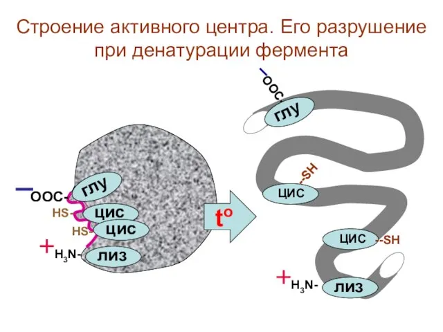 ООС- глу H3N- лиз --SH ЦИС --SH ЦИС to Строение активного центра.