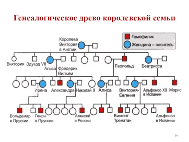 Генеалогическое древо королевской семьи 1