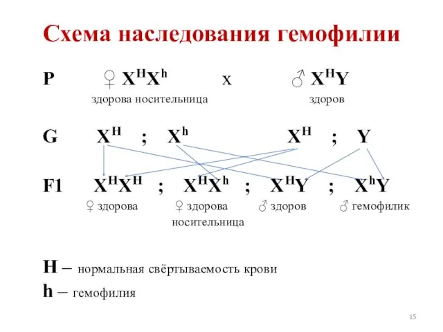 Схема наследования гемофилии P ♀ ХНХh x ♂ XHY здорова носительница здоров