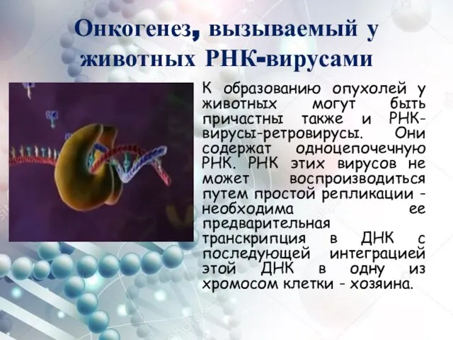 Онкогенез, вызываемый у животных РНК-вирусами К образованию опухолей у животных могут быть