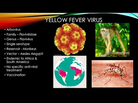 YELLOW FEVER VIRUS Arbovirus Family – Flaviviridae Genus – Flavivirus Single serotype