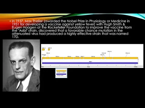 In 1937, Max Theiler (awarded the Nobel Prize in Physiology or Medicine